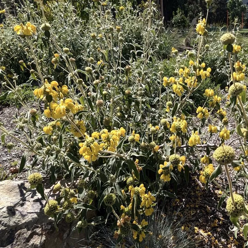 phlomis-fruticosa Phlomis fruticosa