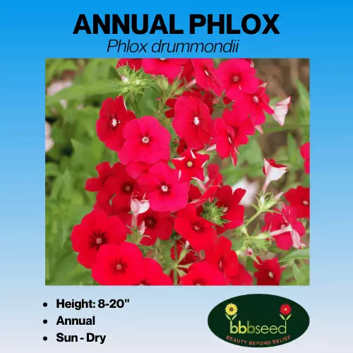 Phlox, Annual – Phlox drummondii