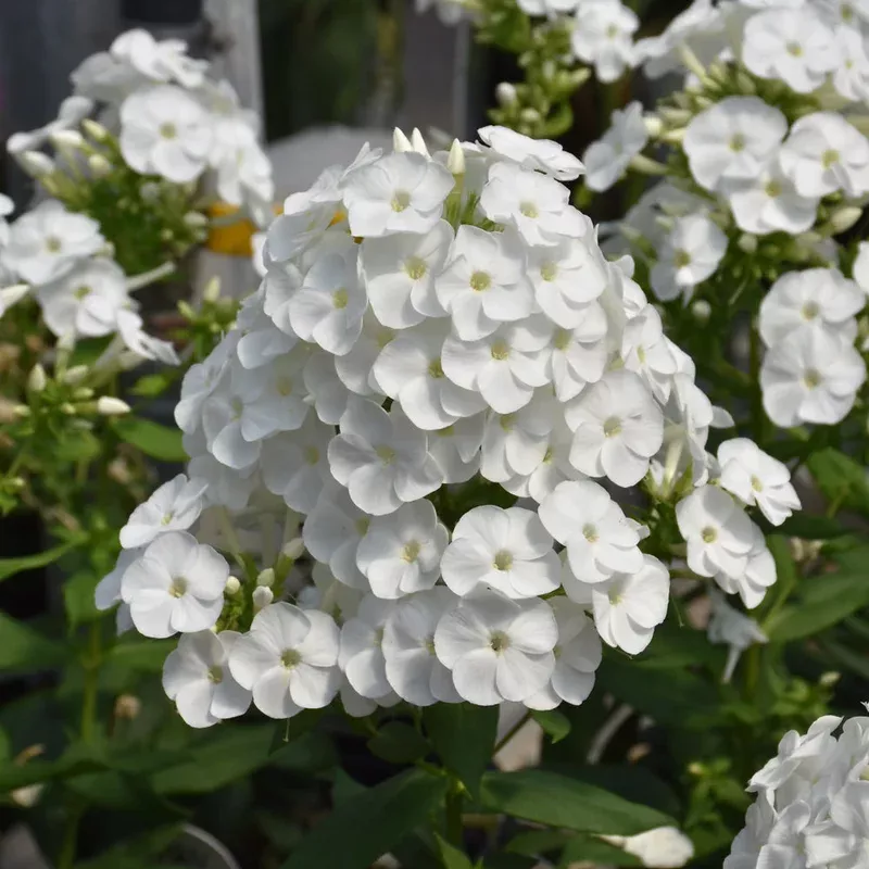 Phlox 'Backlight'
