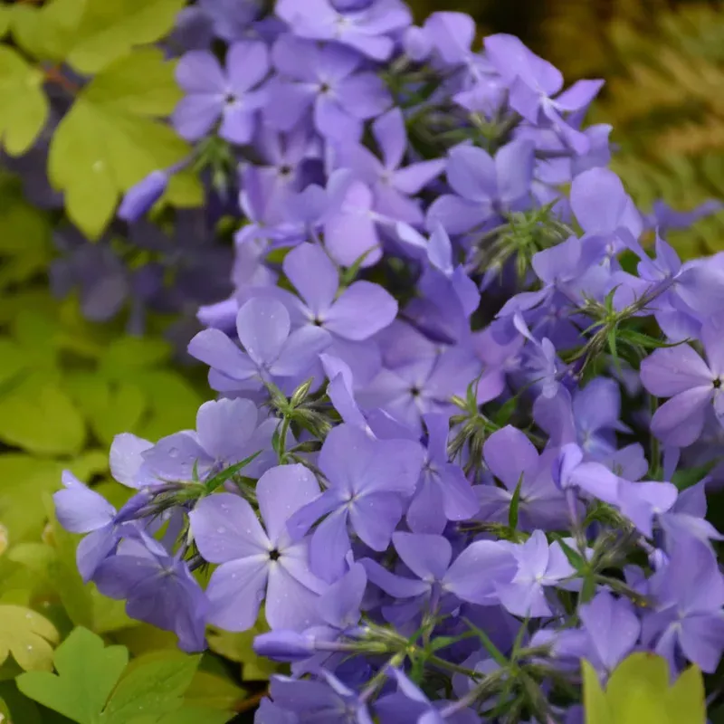 phlox-blue-moon Phlox 'Blue Moon'