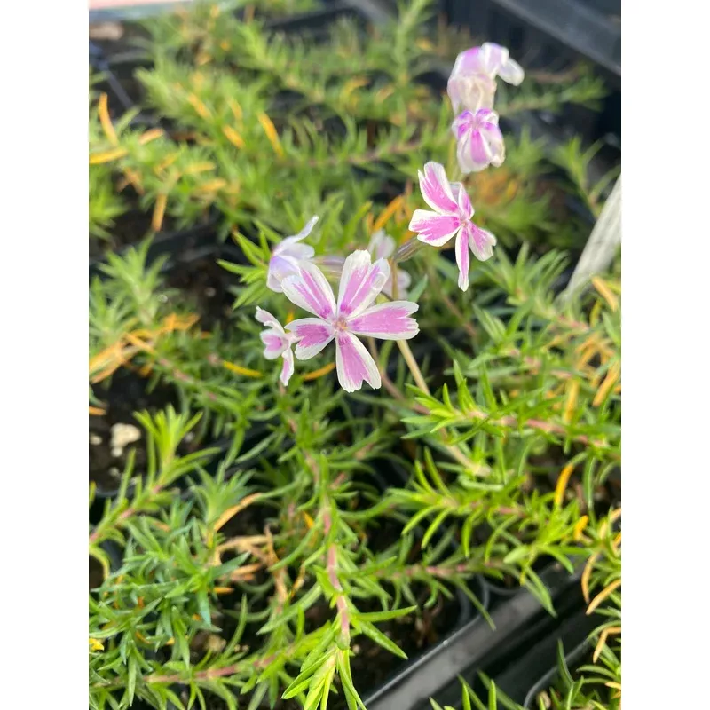 phlox-candy-stripe Phlox, Candy Stripe