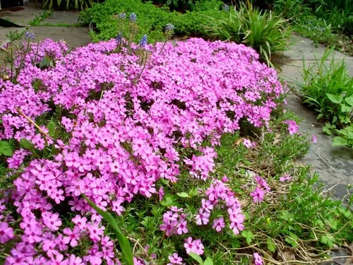 phlox-creeping-emerald-pink Phlox-Creeping (Emerald Pink)