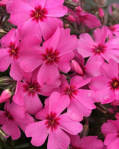 Phlox-Creeping (Goldiphlox Cherry)