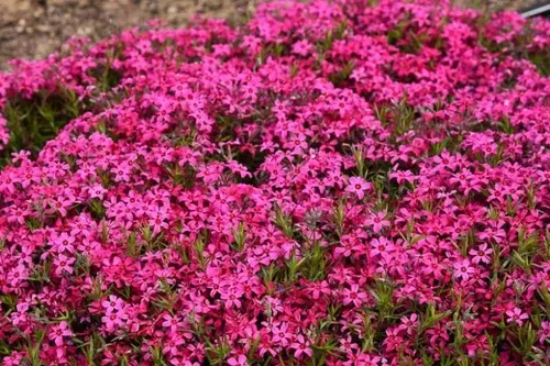 phlox-creeping-red-wings Phlox-Creeping (Red Wings)