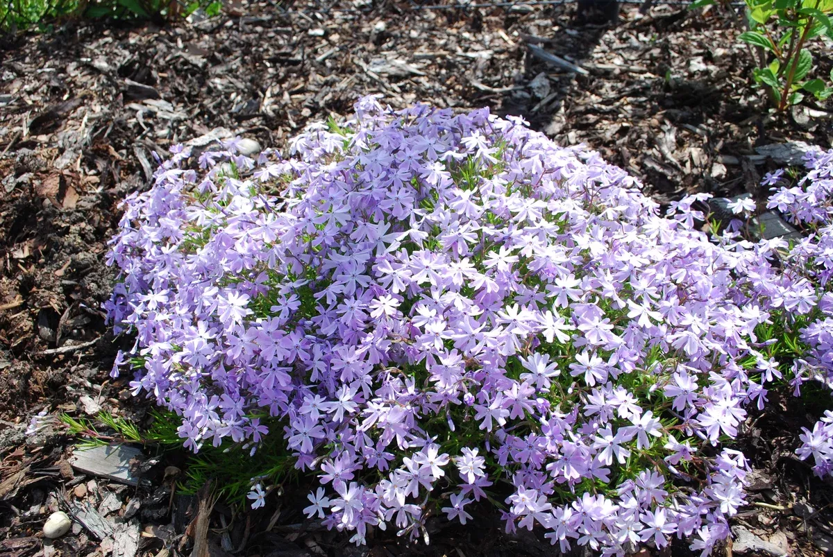 Phlox: ' Emerald Blue' Moss - 5.5"
