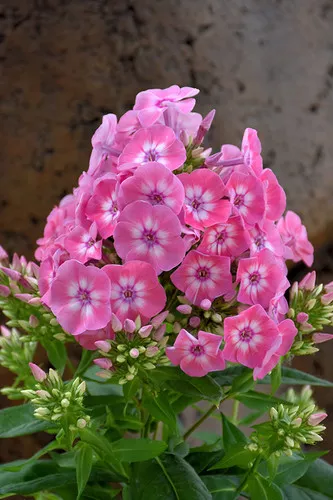 phlox-flame-pink Phlox (Flame Pink)