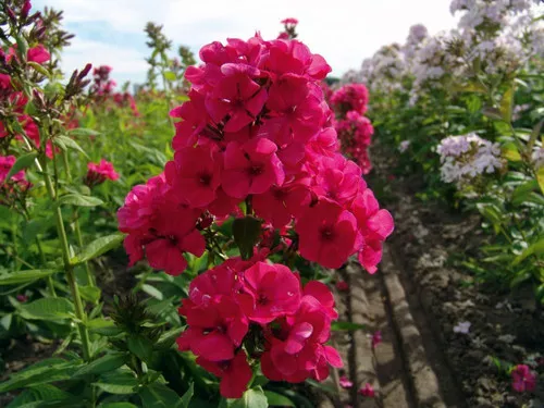 phlox-grenadines-dream Phlox (Grenadines Dream)