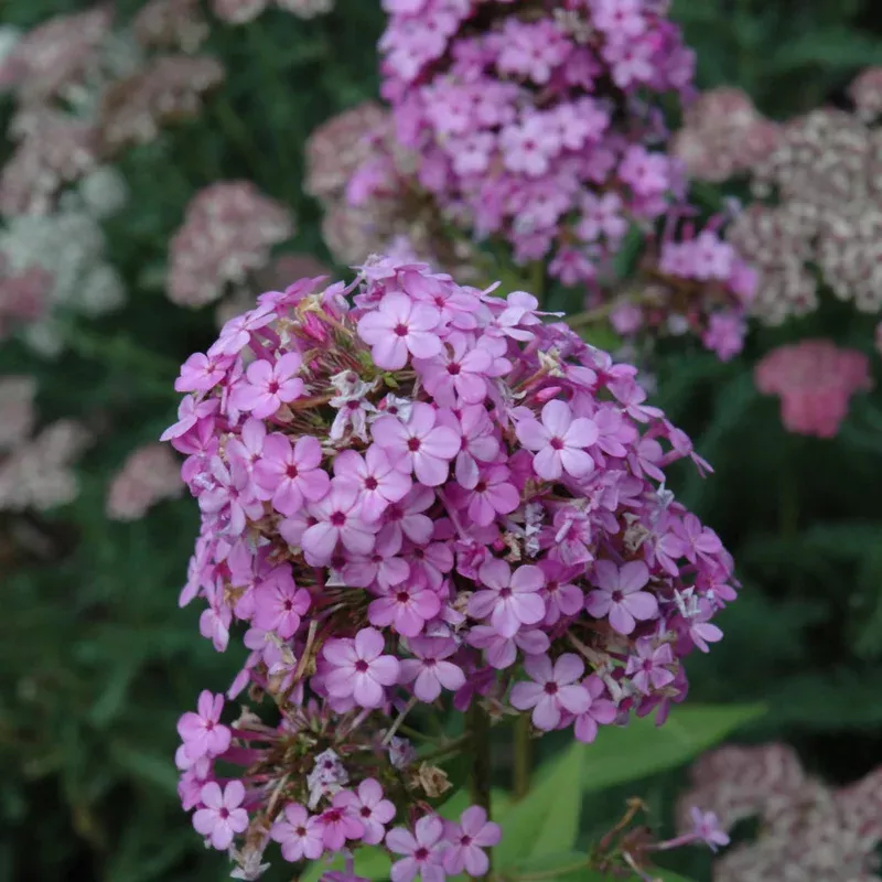 phlox-jeana Phlox 'Jeana'