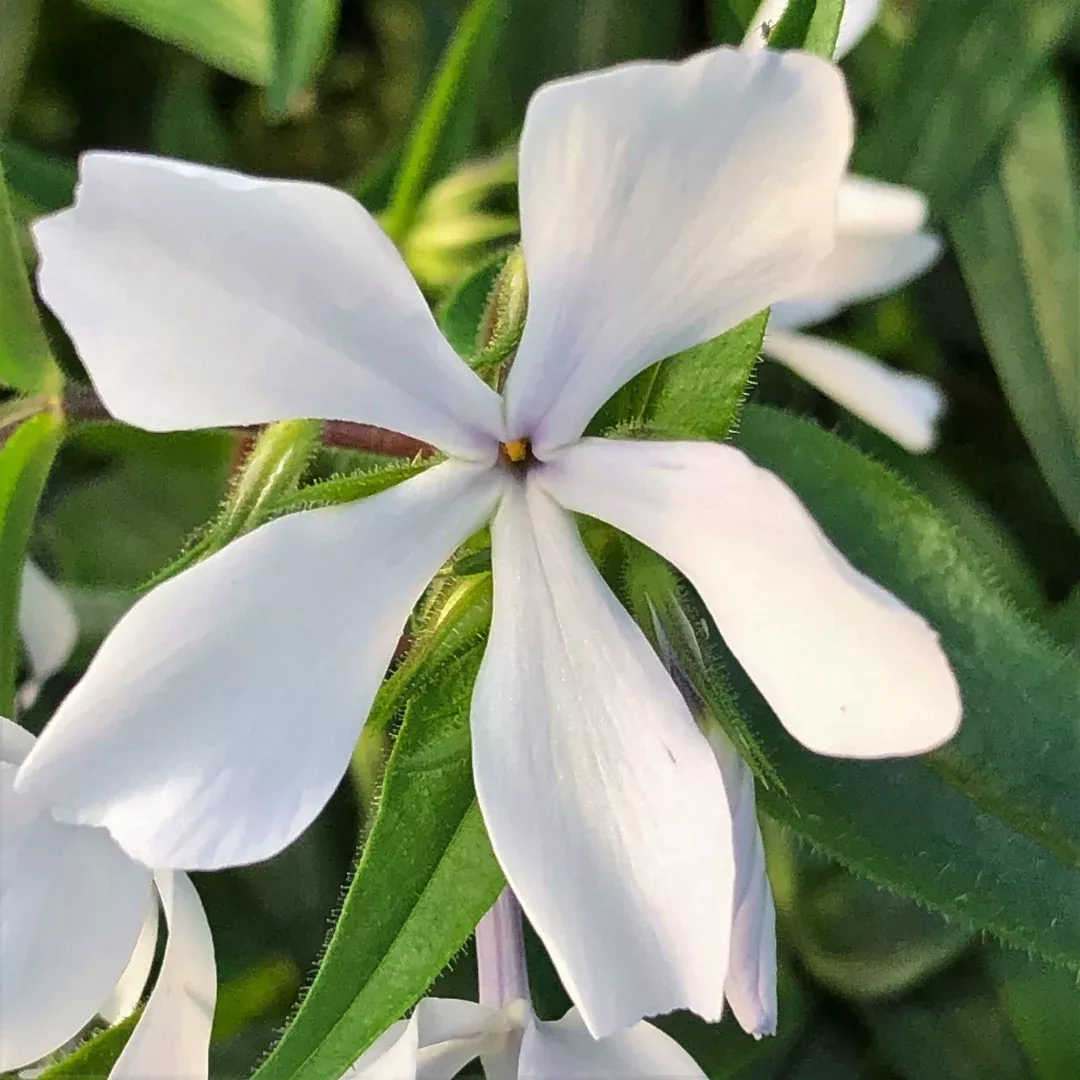phlox-maybreeze Phlox 'Maybreeze'