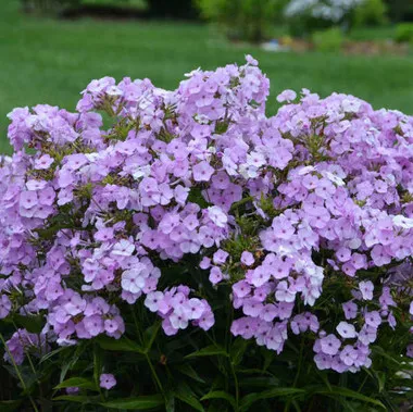 phlox-opening-act-blush-pp27462-25-br-plants Phlox 'Opening Act Blush' PP27462 (25) BR Plants