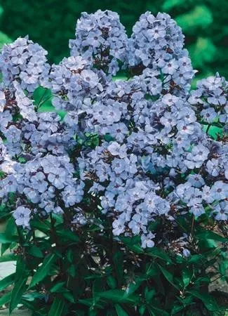 Phlox p. 'Blue Paradise' (25) BR Plants