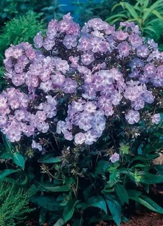 phlox-p-laura-25-br-plants Phlox p. 'Laura' (25) BR Plants