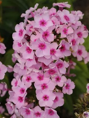 phlox-p-pixie-twinkle-ppaf-25-br-plants Phlox p. 'Pixie Twinkle' PPAF (25) BR Plants