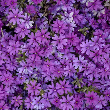 phlox-rocky-road-grape-ppaf-30-ct-flat Phlox 'Rocky Road Grape' PPAF (30)ct Flat