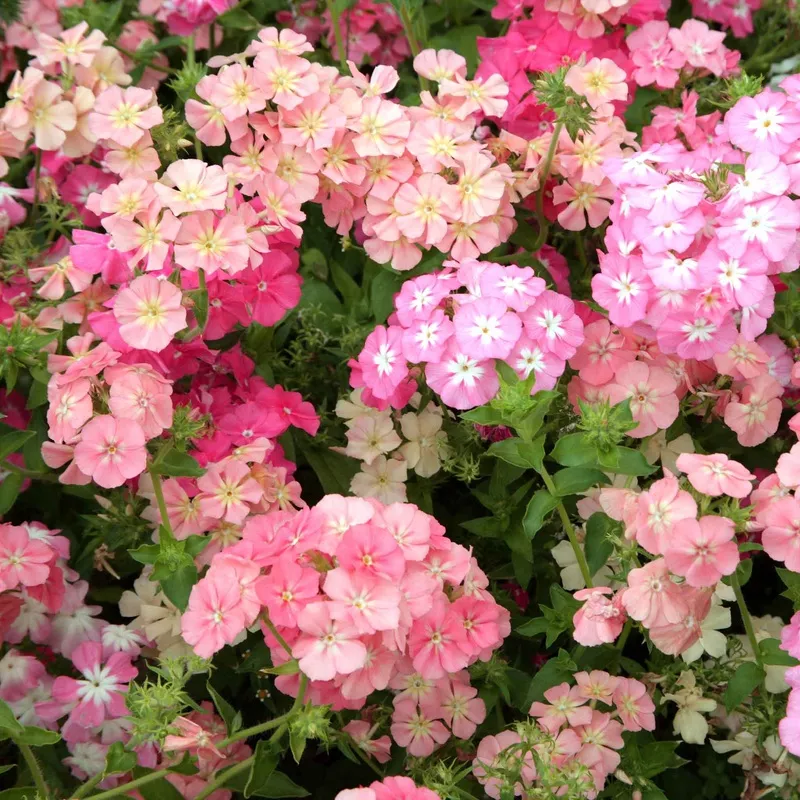 phlox-roots-pastel-mix Phlox Roots – Pastel Mix