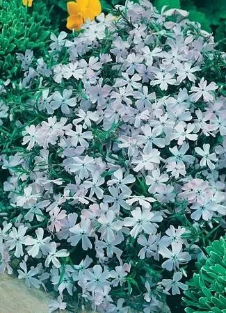 Phlox s. Blue (10)ct Flat