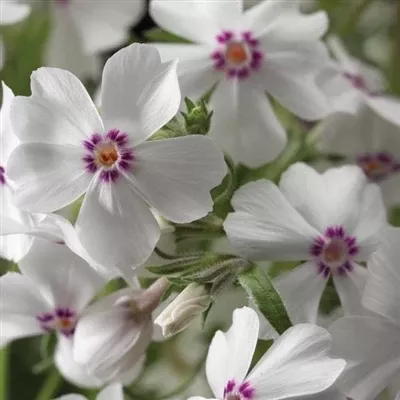 Phlox subulata Amazing Grace Creeping Phlox