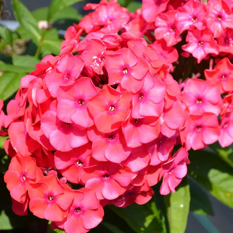 phlox-sunset-coral Phlox 'Sunset Coral'