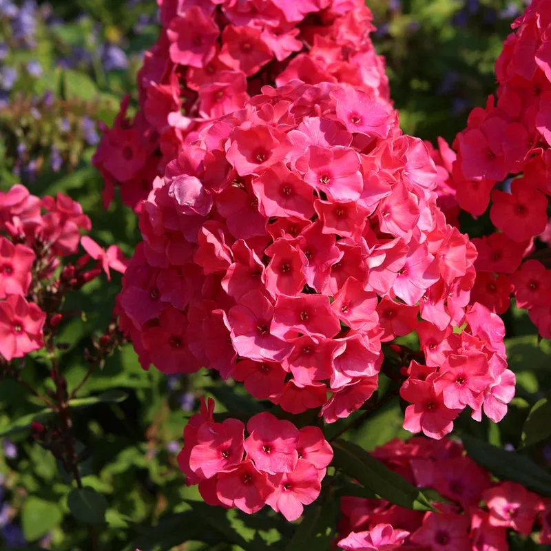 phlox-super-ka-pow-coral Phlox 'Super Ka-Pow Coral'