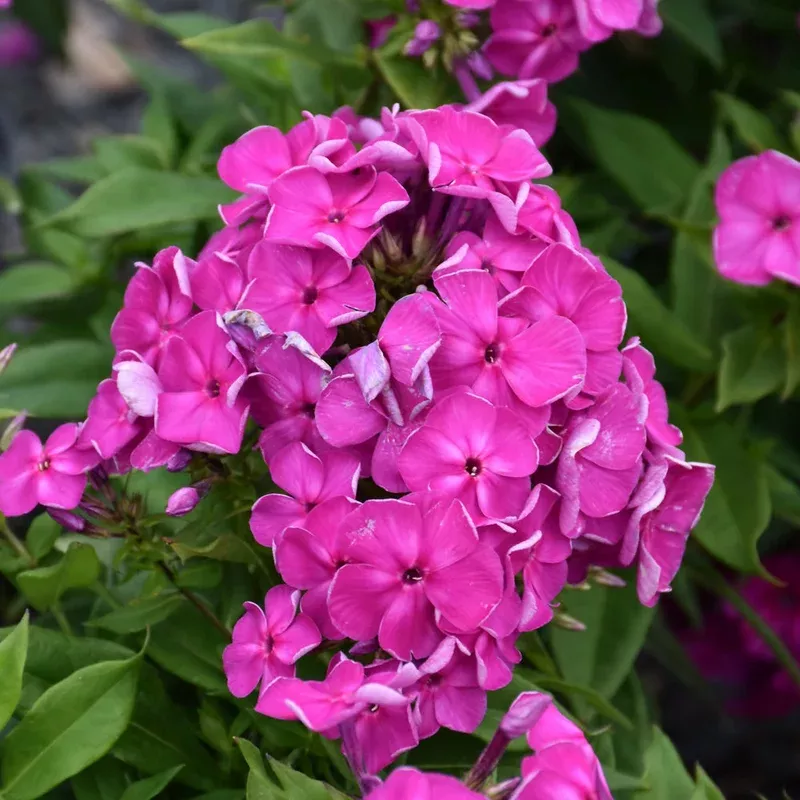 phlox-super-ka-pow-lavender Phlox 'Super Ka Pow Lavender'