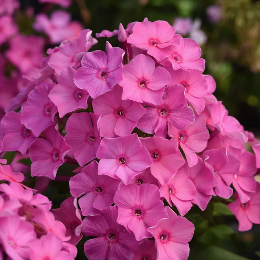 phlox-super-ka-pow-pink Phlox 'Super Ka-Pow Pink'