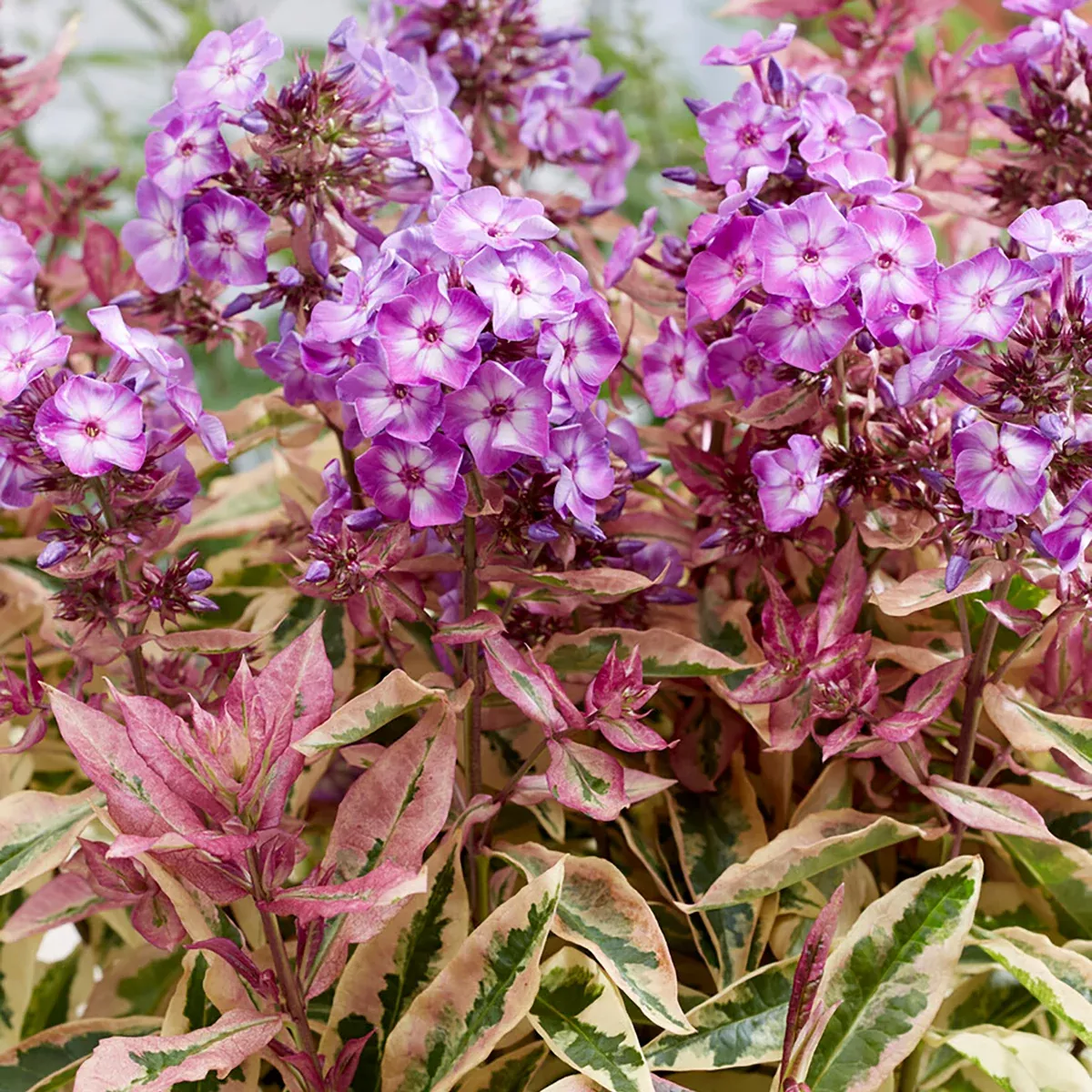 phlox-tall-olympus Phlox - Tall - Olympus