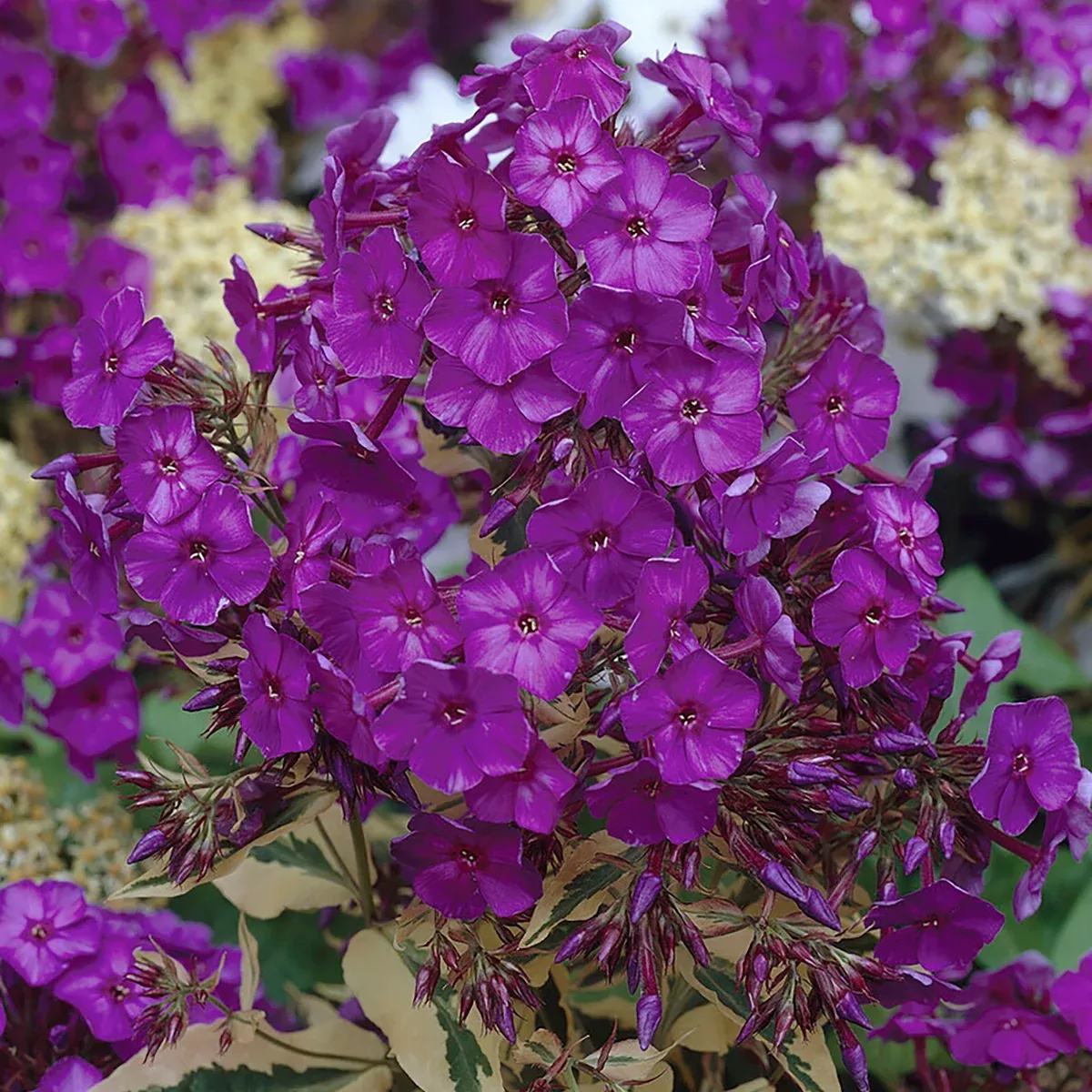 phlox-tall-paniculata-harlequin Phlox - Tall - Paniculata - Harlequin