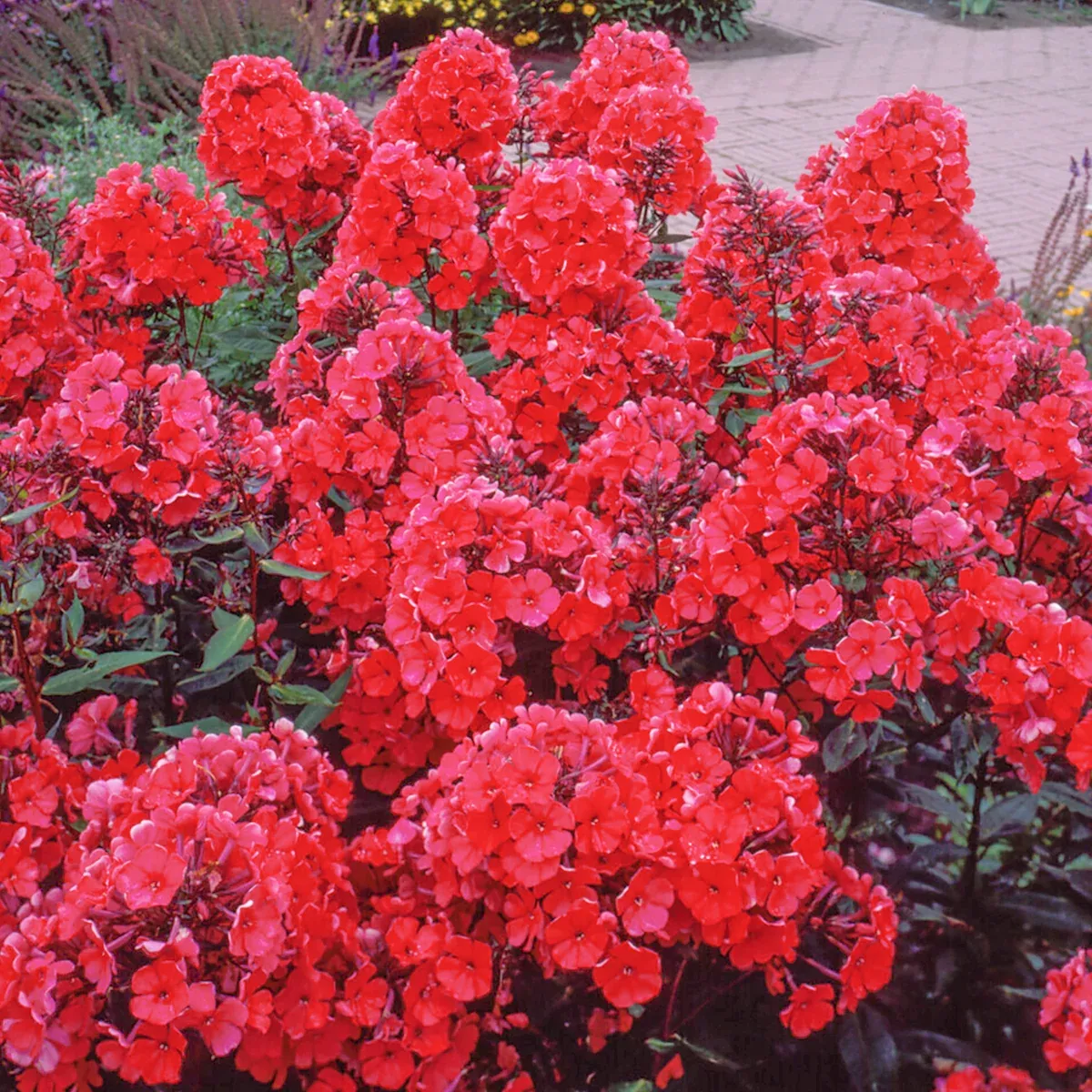 phlox-tall-paniculata-starfire Phlox - Tall - Paniculata - Starfire