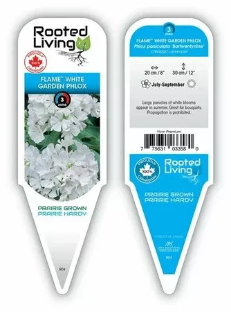 phlox-white-flame Phlox 'White Flame'