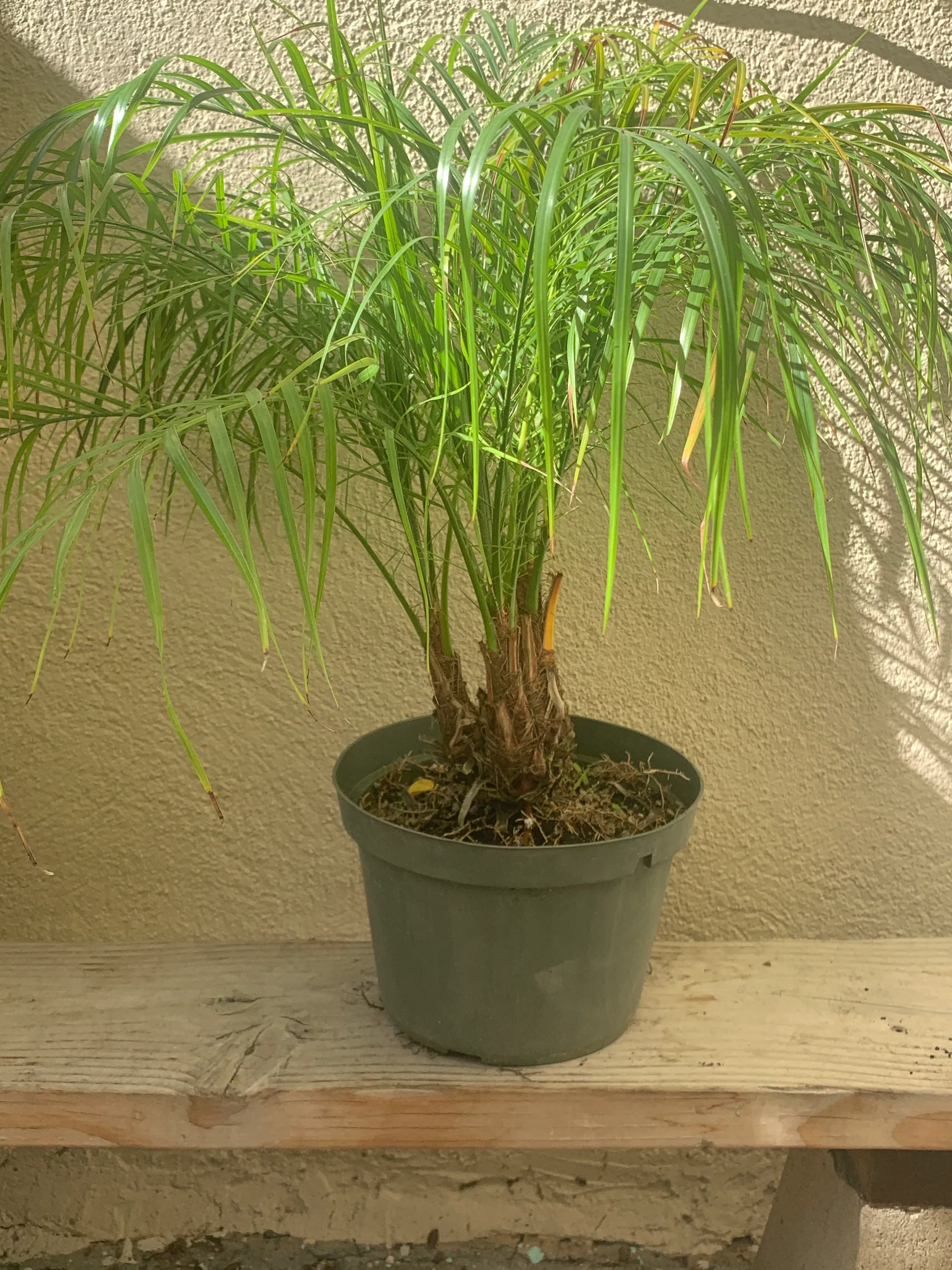 phoenix-roebelenii-pygmy-date-palm Phoenix roebelenii (pygmy date palm)