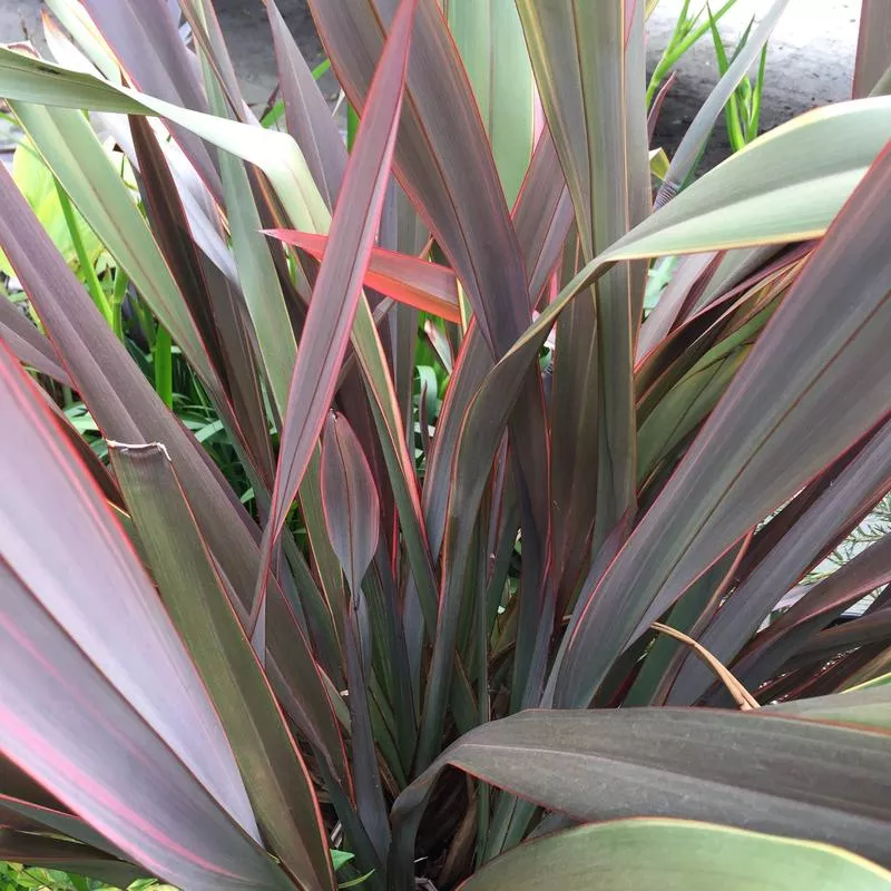 Phormium 'Doug's Warrior'