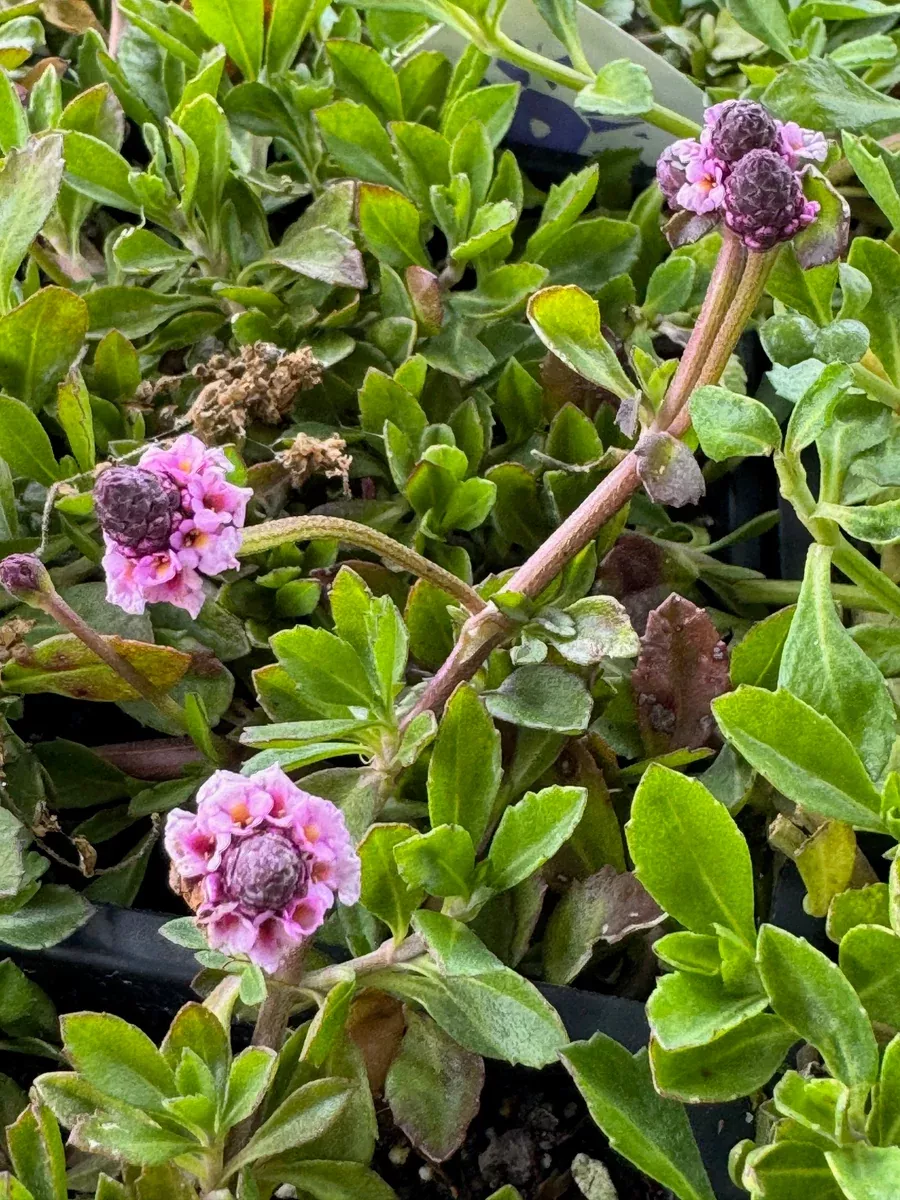 Phyla nodifloraCommon Lippia