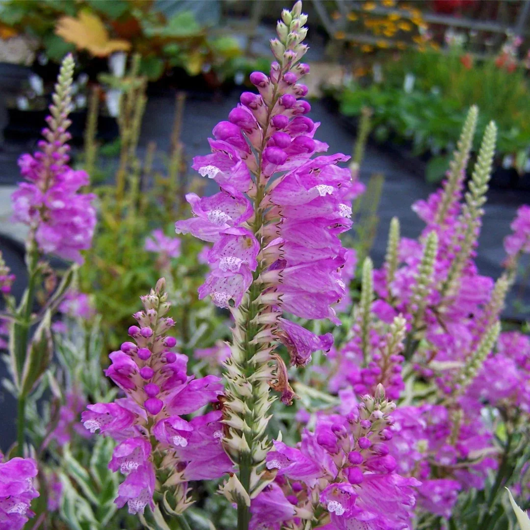 Physostegia 'Crown Rose'