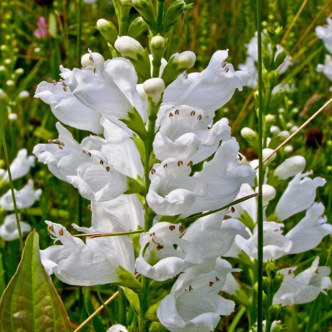 Physostegia 'Crown White'