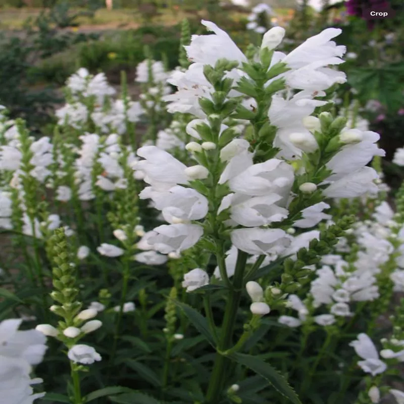 Physostegia 'Miss Manners'