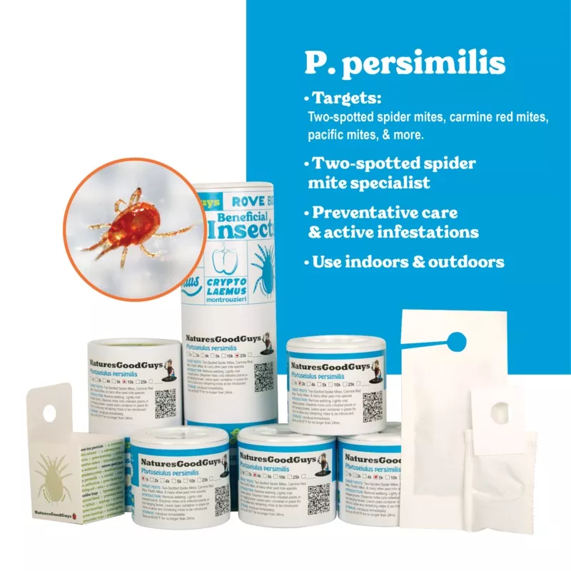 phytoseiulus-persimilis-two-spotted-spider-mite-specialist Phytoseiulus persimilis - Two-Spotted Spider Mite Specialist