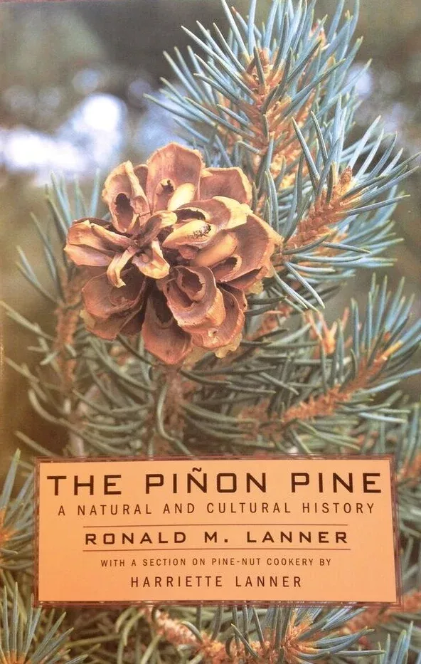 pi-on-pine The Piñon Pine