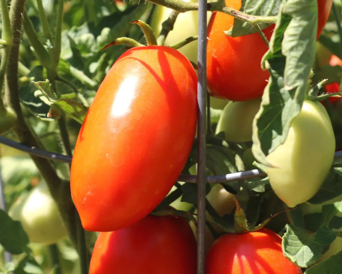 picus-hybrid-tomato-seeds Picus Hybrid Tomato Seeds