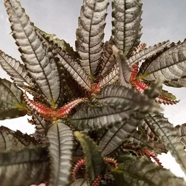 Pilea hitchcockii ‘Dark Mystery’