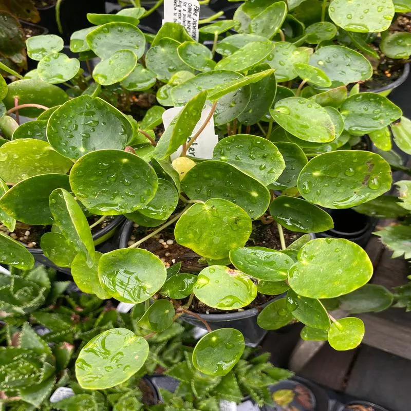 pilea-peperomioides Pilea peperomioides