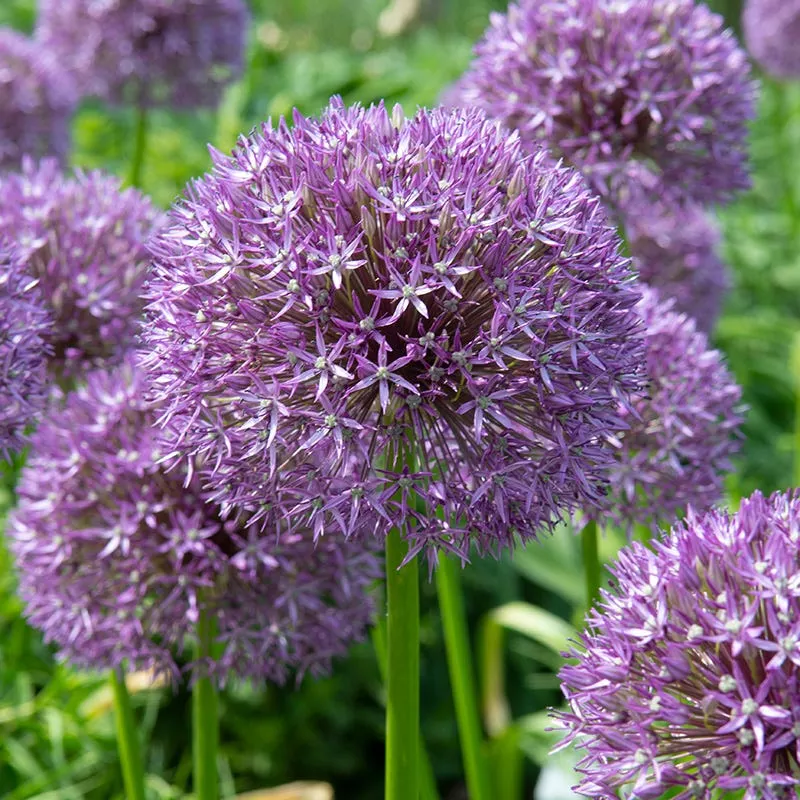 pinball-wizard-allium Pinball Wizard Allium