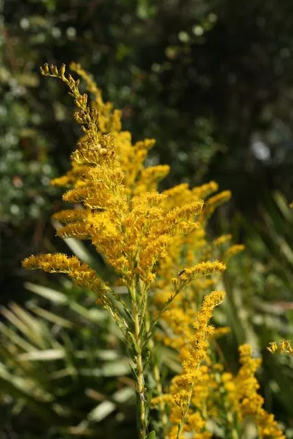 pine-barren-goldenrod Pine Barren Goldenrod