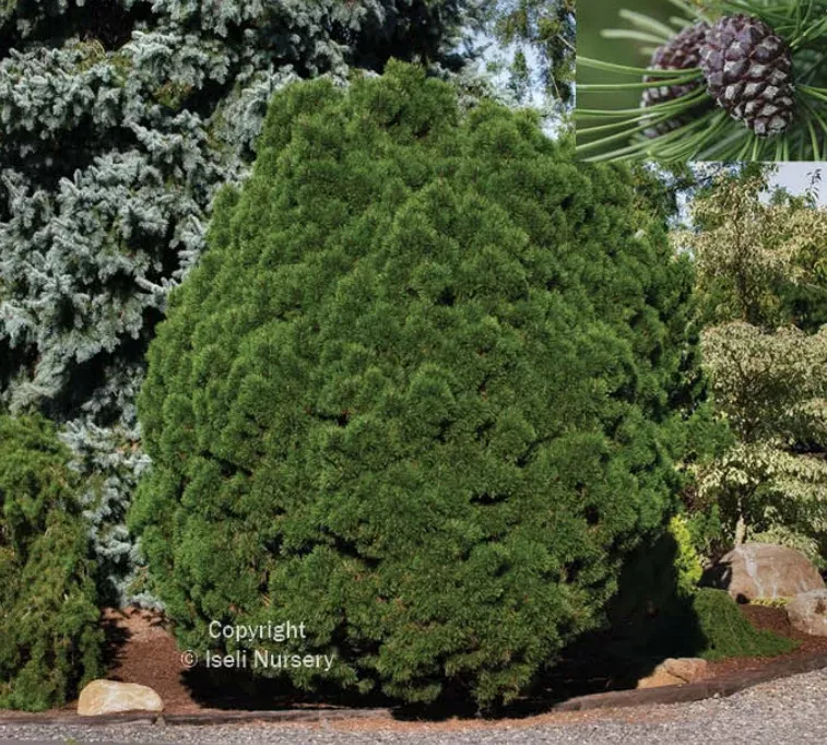 pine-big-tuna Pine 'Big Tuna'