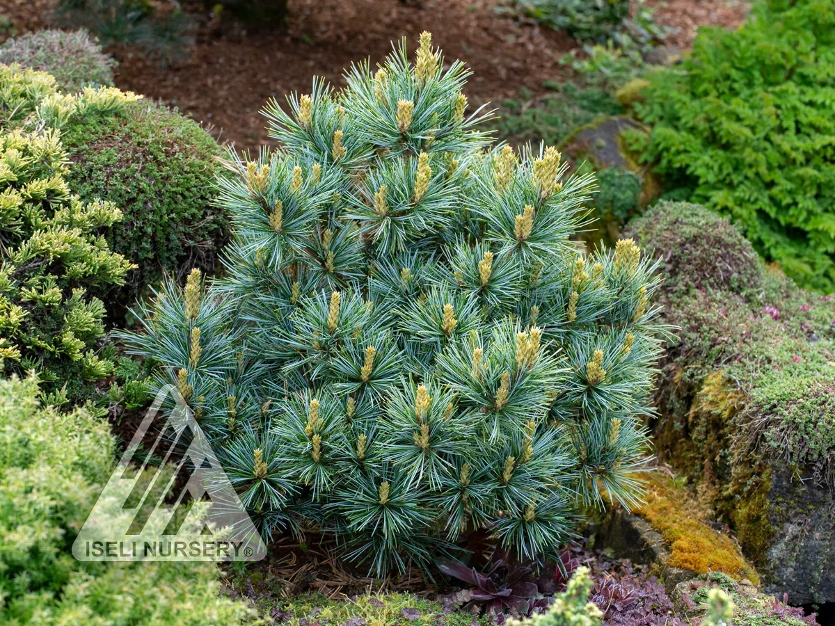 pine-blue-ball Pine 'Blue Ball'