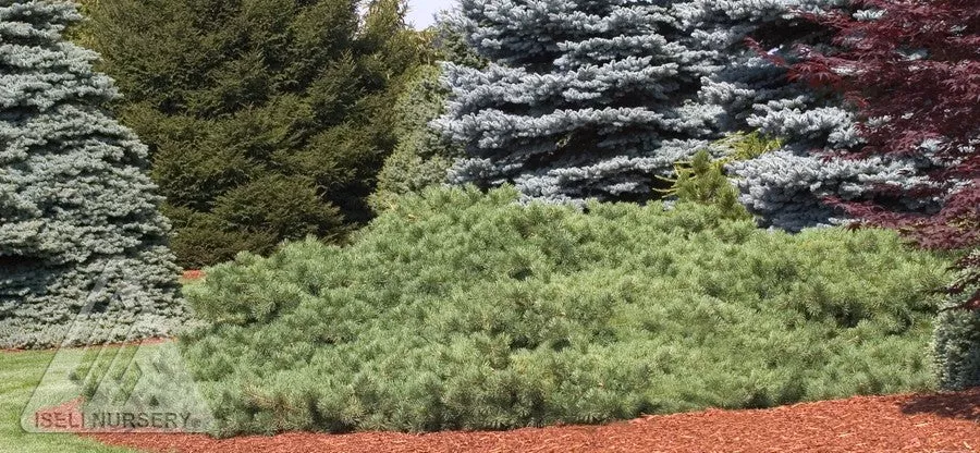 pine-hillside-creeper Pine 'Hillside Creeper'