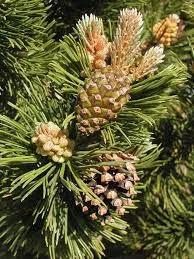 pine-mountain-5gal-bl Pine: 'Mountain' - 5Gal (Bl)