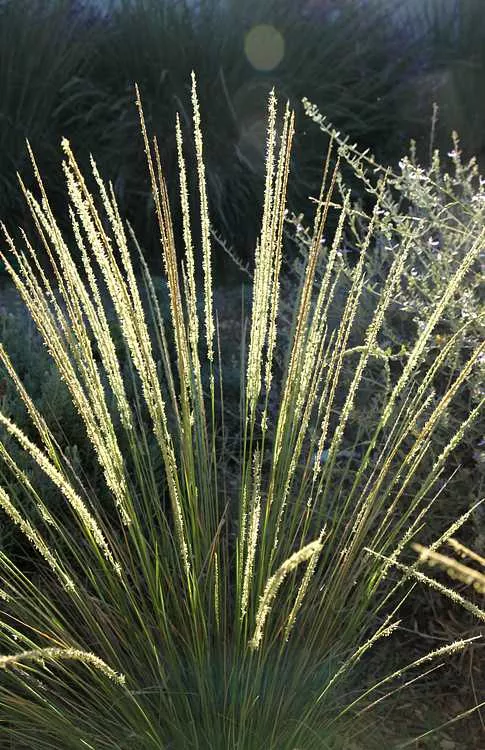 pine-muhly Pine Muhly