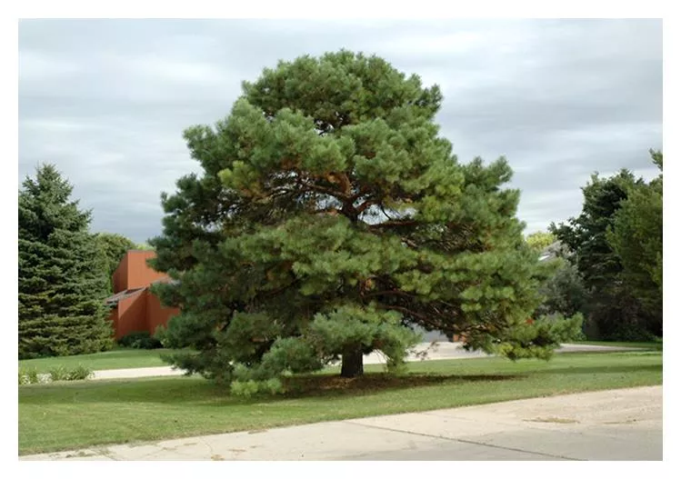 Pine:'Scott's '