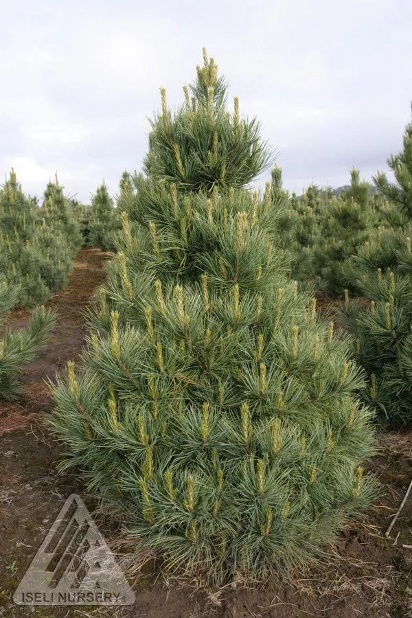 pine-westerstede Pine 'Westerstede'