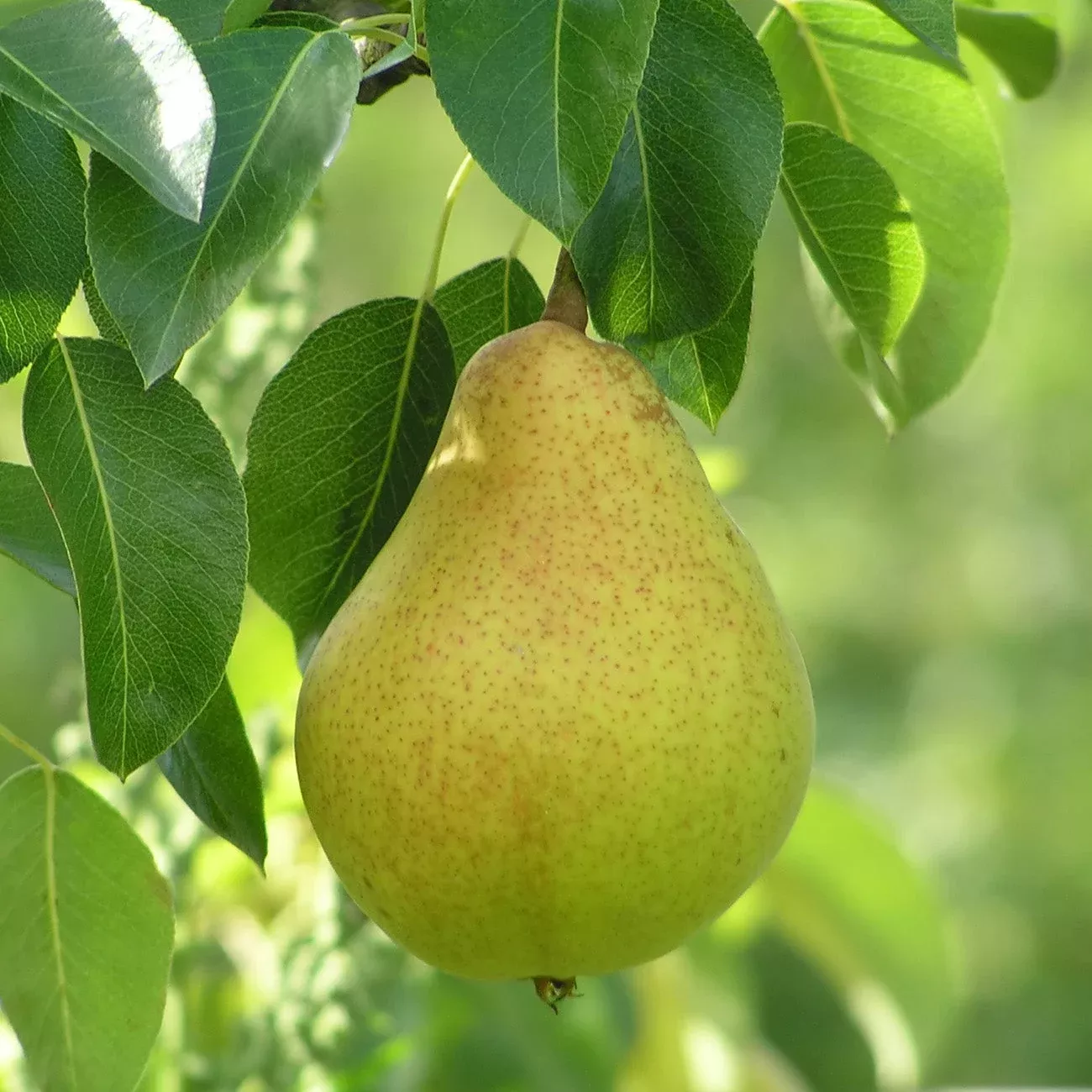 pineapple-pear-tree Pineapple Pear Tree